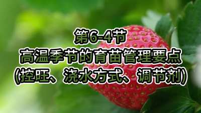 第6-4节-高温季节的育苗管理要点（控旺、浇水方式、调节剂）