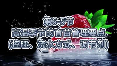 第6-5节-高温季节的育苗管理要点（控旺、浇水方式、调节剂）