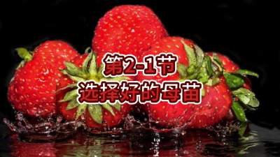 第2-1节-选择好的母苗