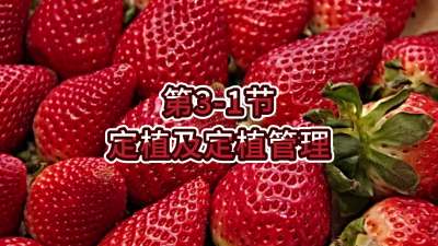 第3-1节-定植及定植管理