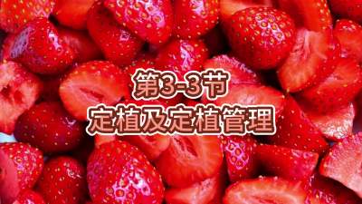 第3-3节-定植及定植管理