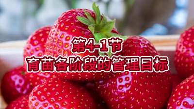 第4-1节-育苗各阶段的管理目标