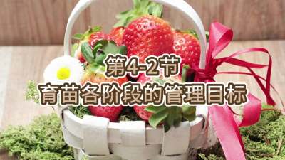 第4-2节-育苗各阶段的管理目标