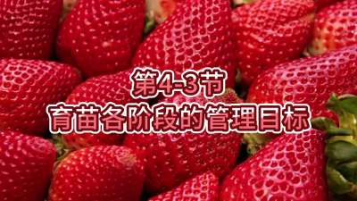 第4-3节-育苗各阶段的管理目标