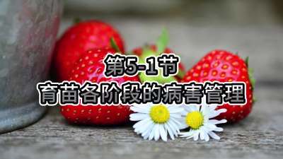 第5-1节-育苗各阶段的病害管理