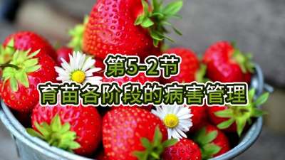 第5-2节-育苗各阶段的病害管理