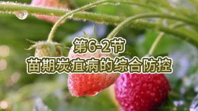 第6-2节-苗期炭疽病的综合防控