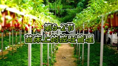 第9-2节-苗床上的控旺管理