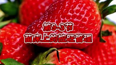 第9-3节-苗床上的控旺管理
