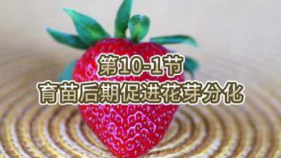 第10-1节-育苗后期促进花芽分化