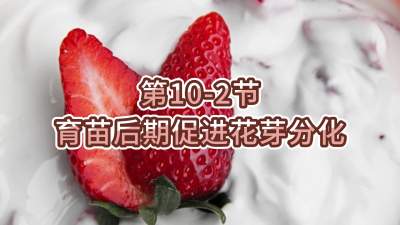 第10-2节-育苗后期促进花芽分化