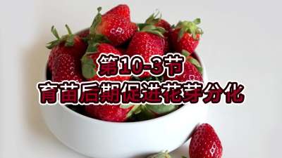第10-3节-育苗后期促进花芽分化