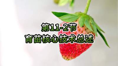 第11-2节-育苗核心技术总述