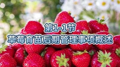 第1-1节-草莓育苗后期管理事项概述