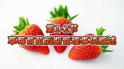 第1-2节-草莓育苗后期管理事项概述