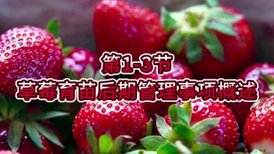 第1-3节-草莓育苗后期管理事项概述