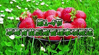 第1-4节-草莓育苗后期管理事项概述