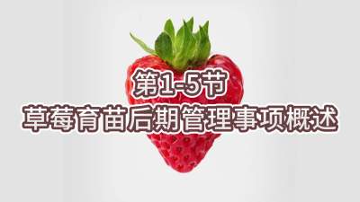 第1-5节-草莓育苗后期管理事项概述