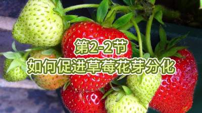 第2-2节-如何促进草莓花芽分化