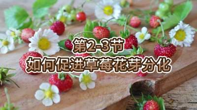 第2-3节-如何促进草莓花芽分化