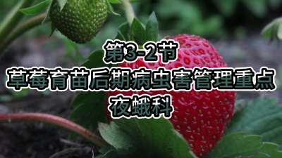 第3-2节-草莓育苗后期病虫害管理重点-夜蛾科