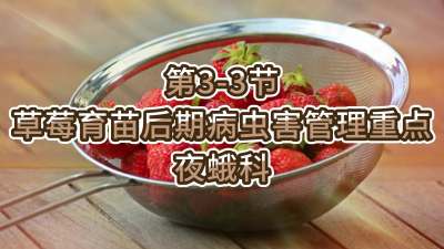 第3-3节-草莓育苗后期病虫害管理重点-夜蛾科