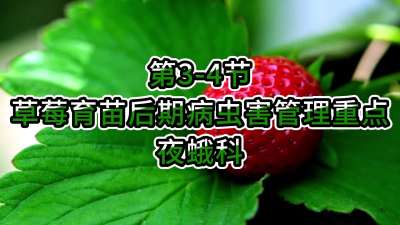 第3-4节-草莓育苗后期病虫害管理重点-夜蛾科