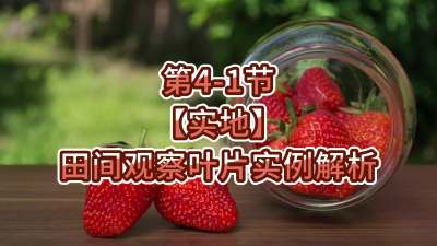 第4-1节-【实地】田间观察叶片实例解析
