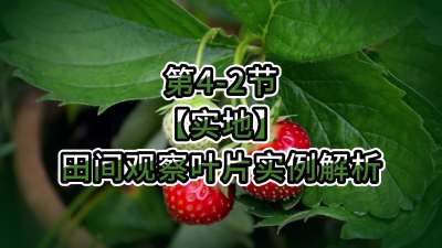 第4-2节-【实地】田间观察叶片实例解析