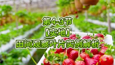 第4-3节-【实地】田间观察叶片实例解析