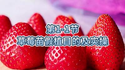 第1-1节-草莓苗假植目的及实操