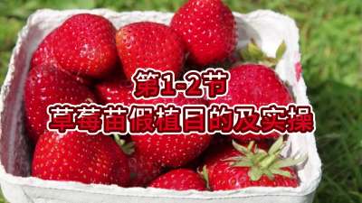 第1-2节-草莓苗假植目的及实操