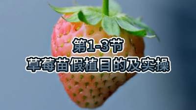 第1-3节-草莓苗假植目的及实操