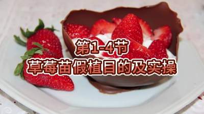 第1-4节-草莓苗假植目的及实操
