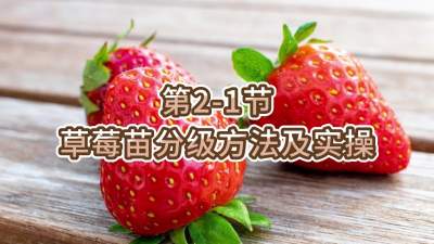第2-1节-草莓苗分级方法及实操
