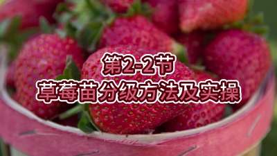 第2-2节-草莓苗分级方法及实操