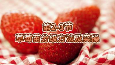 第2-3节-草莓苗分级方法及实操