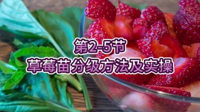 第2-5节-草莓苗分级方法及实操
