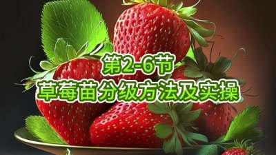 第2-6节-草莓苗分级方法及实操