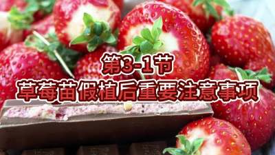 第3-1节-草莓苗假植后重要注意事项
