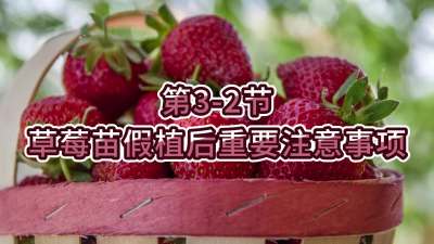 第3-2节-草莓苗假植后重要注意事项