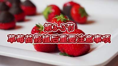 第3-3节-草莓苗假植后重要注意事项