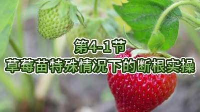 第4-1节-草莓苗特殊情况下的断根实操