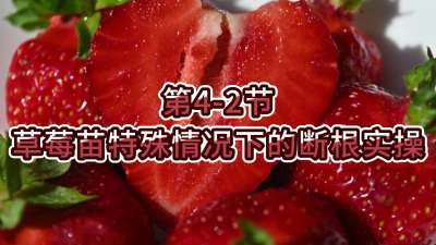 第4-2节-草莓苗特殊情况下的断根实操