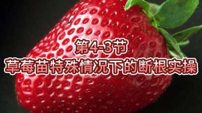 第4-3节-草莓苗特殊情况下的断根实操