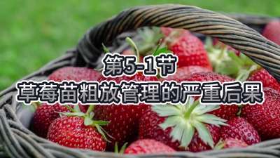 第5-1节-草莓苗粗放管理的严重后果