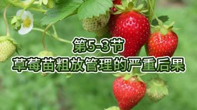 第5-3节-草莓苗粗放管理的严重后果