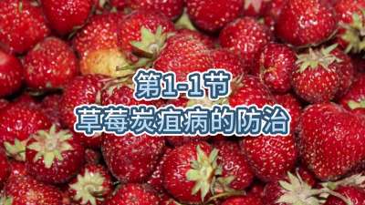 第1-1节-草莓炭疽病的防治