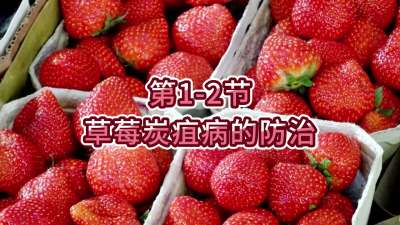 第1-2节-草莓炭疽病的防治