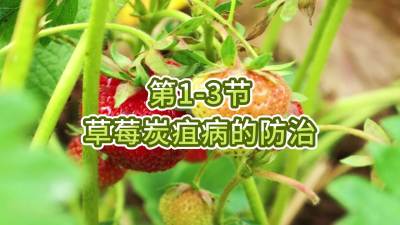 第1-3节-草莓炭疽病的防治